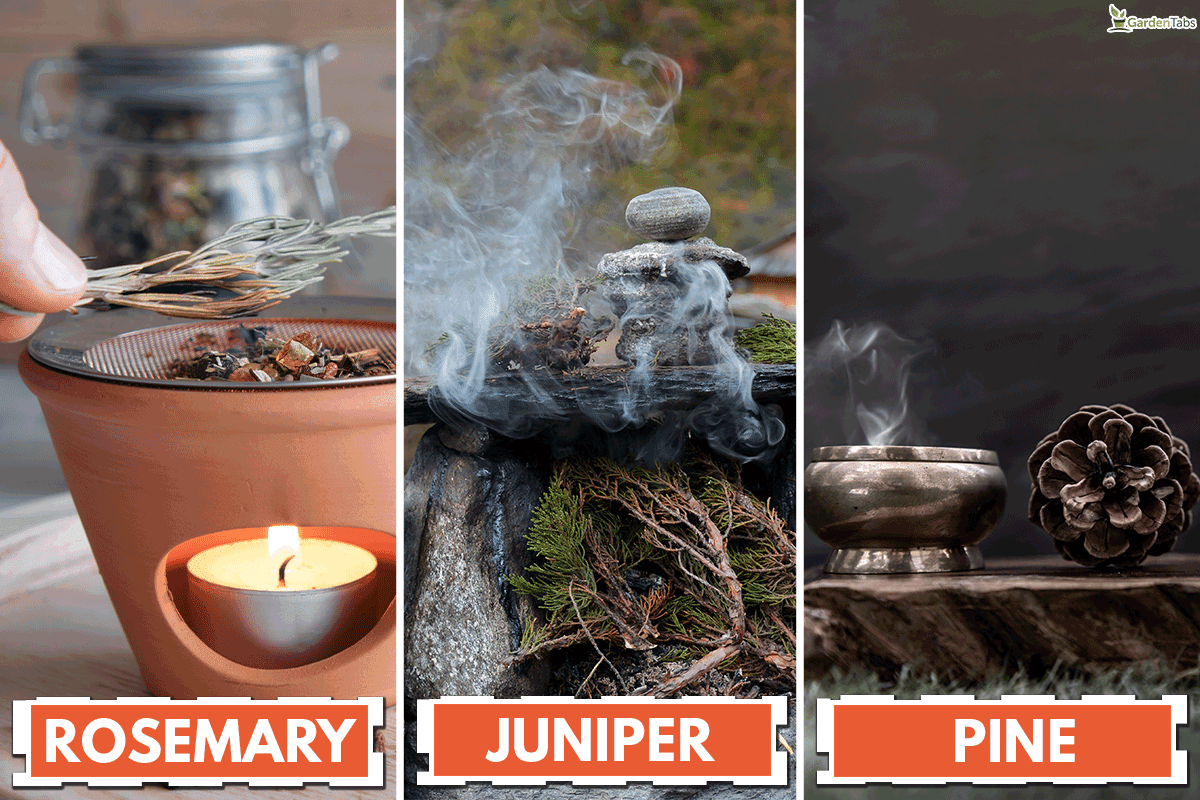 Other herbs besides white sage in smudging, Should You Burn Mistletoe?