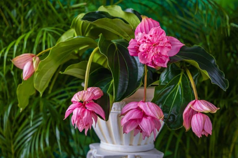 Pink flowers medinilla magnifica on green palm leaves background. Medinilla magnifica ( showy medinilla or rose grape ) beautiful blooms. Medinilla magnifica flowers in pot, Is Medinilla Magnifica Poisonous To Cats, Dogs Or Humans