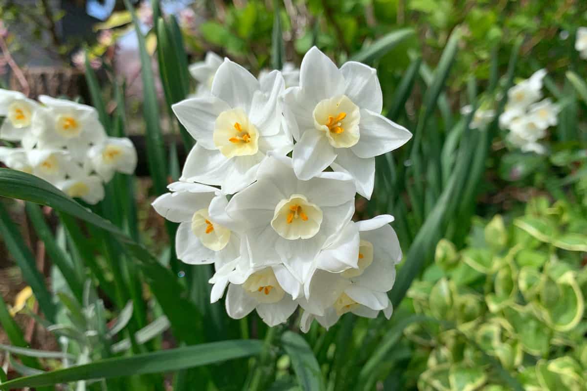 Paperwhite narcissus flowers with green leaves and blurred background