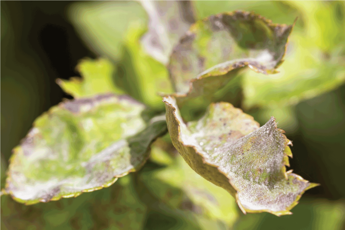 Pests, plants diseases. Powdery mildew close-up.