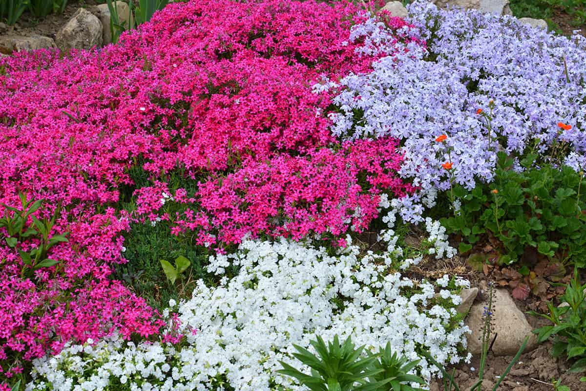 Phlox subulata blooms in a flower bed