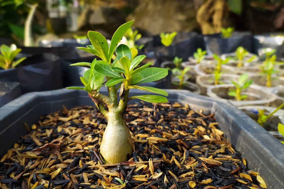 Photo of young Plumeria growing in planting medium,blurry foreground and background.