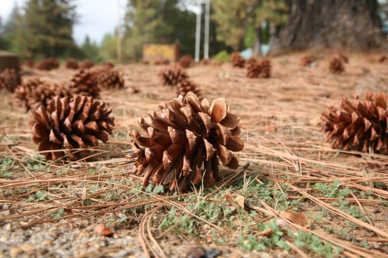 Pine Cones in a yard, What Is The Best Way To Pick Up Pine Cones In The Yard?