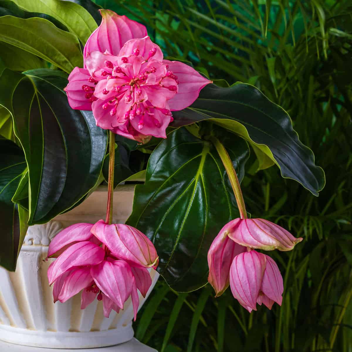 Pink flowers medinilla magnifica on green palm leaves background Medinilla magnifica showy medinilla or rose grape beautiful blooms.