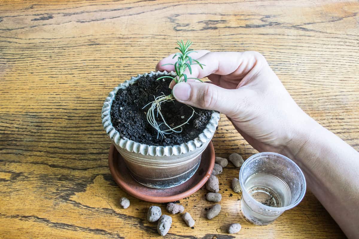 Placing a small rooting hormone into a pot
