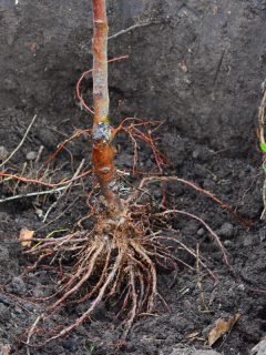 Planting a grafted fruit tree with a good root system. A close-up of a young tree with bare roots in a planting hole., How Long To Soak Bare Root Trees Before Planting?