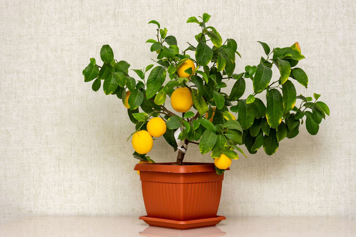 Potted citrus plant with ripe yellow-orange fruits on the table. Indoor growing Volkamer lemon with sheared ri