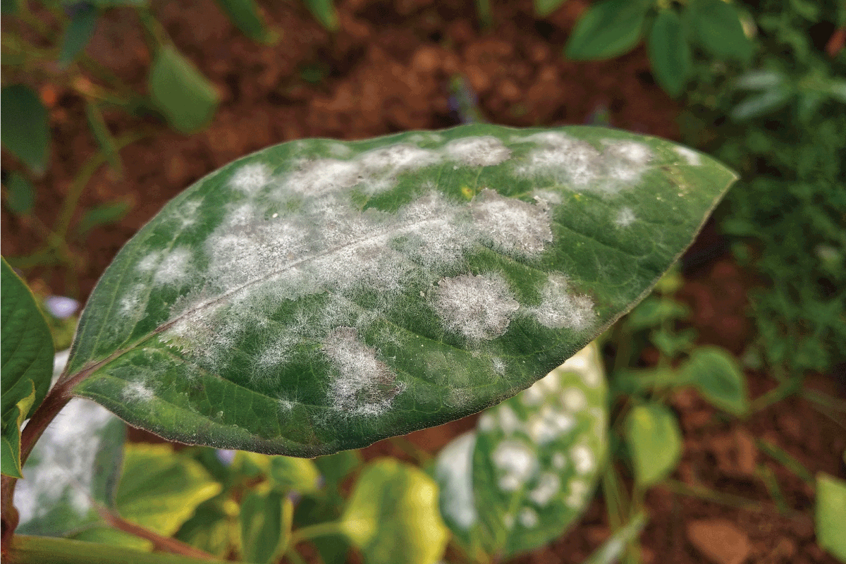 Powdery mildew disease on green leaf