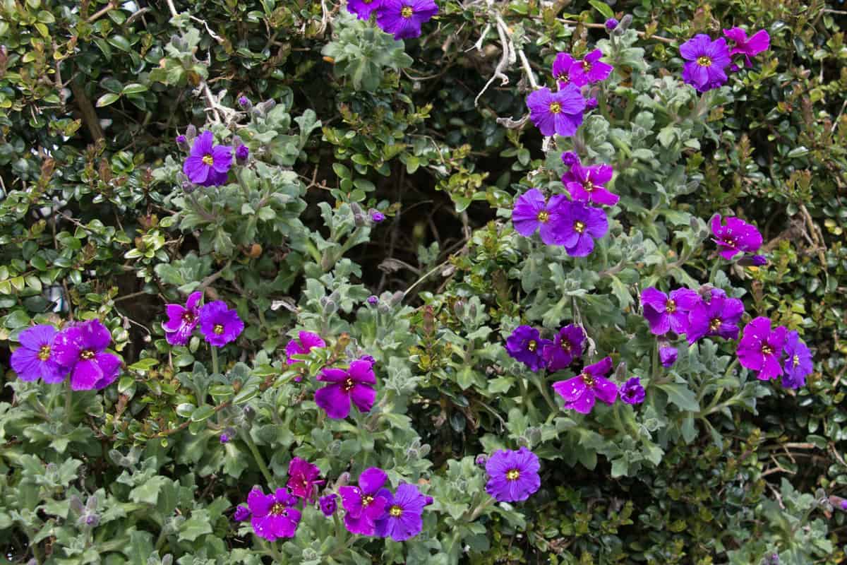 Purple Aubretia flowers, Aubrieta cultorum, Purple Cascade, flowering in a summer rock garden 