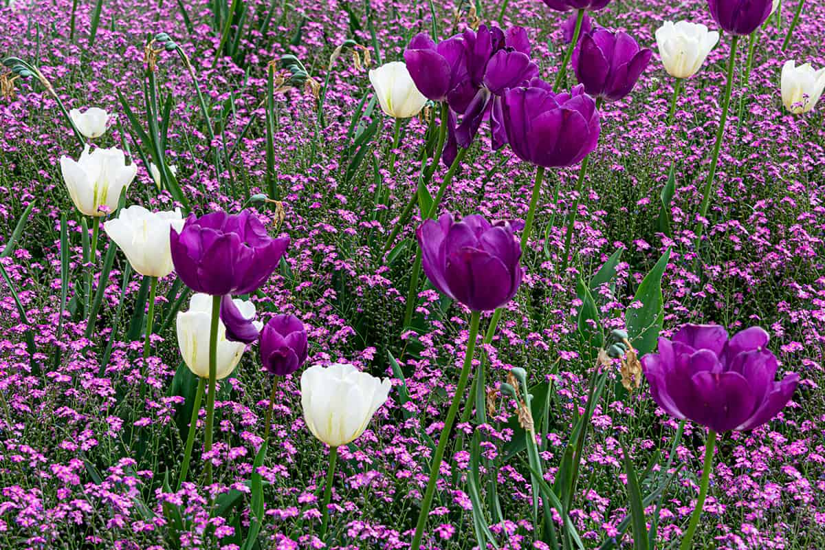 Purple and white tulips with ground-cover flowerbed