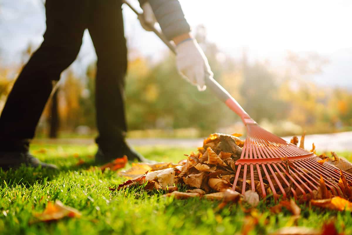 Rake and pile of fallen leaves on lawn