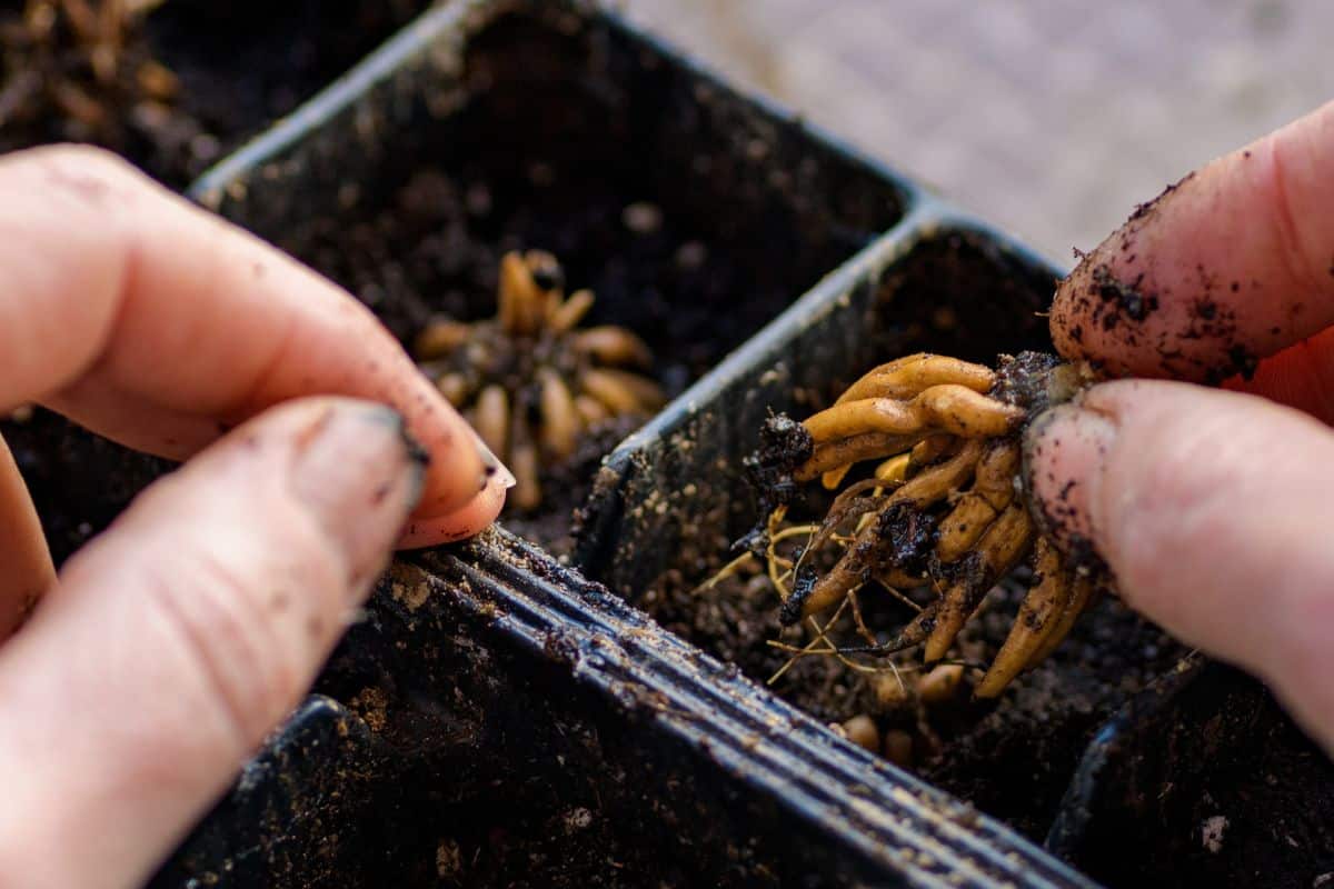 Ranunculus asiaticus or persian buttercup. Woman planting presoaked ranunculus corms into a seed tray. Ranunculus corms, tubers or bulbs.
