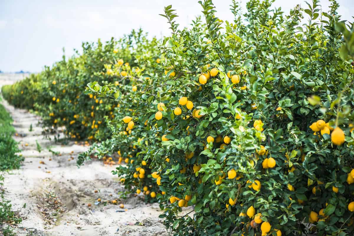 Ready for harvest season lemons at a plantation