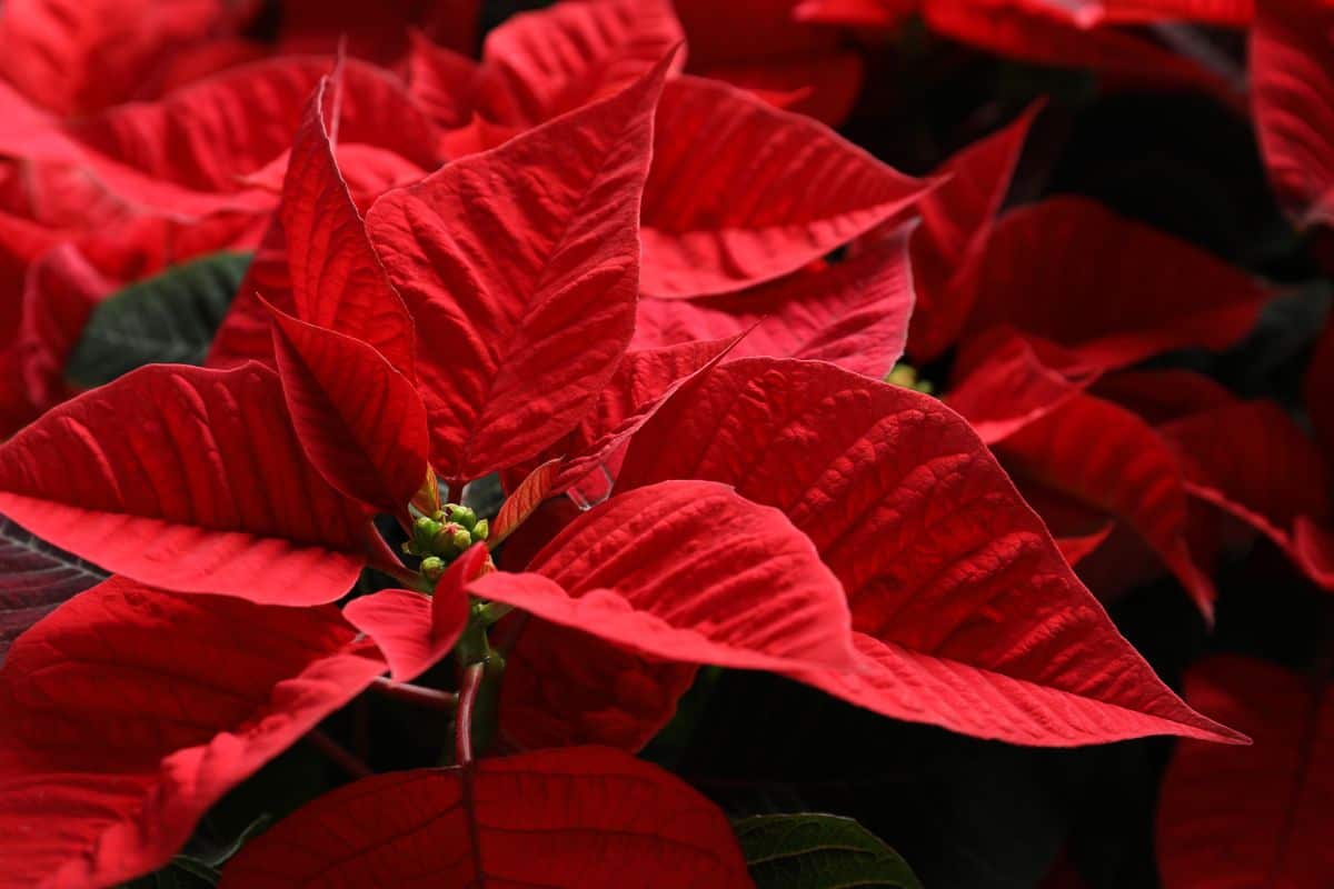 Red Poinsettia as background, closeup