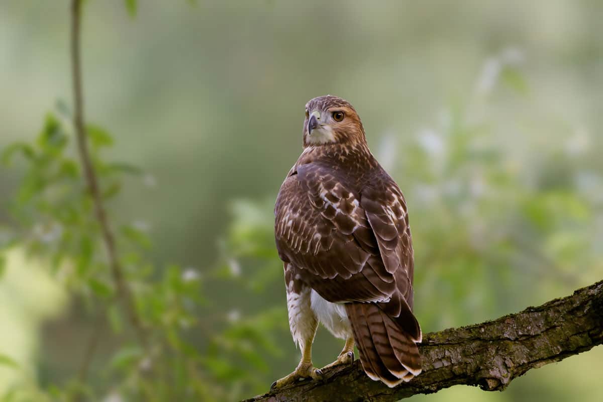 Red-Tailed Hawk perched on a branch in a forest