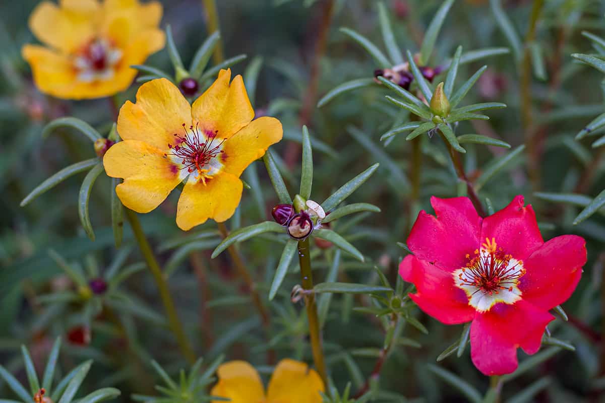 Red and yellow portulaca flowers in garden