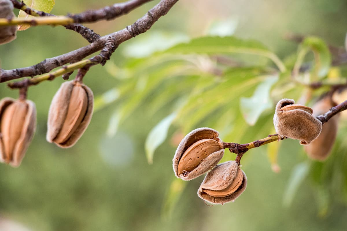 Ripe almond nuts on the branches of almond tree in early autumn.