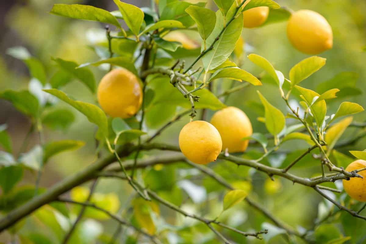 Ripe lemons photographed on a lemon tree