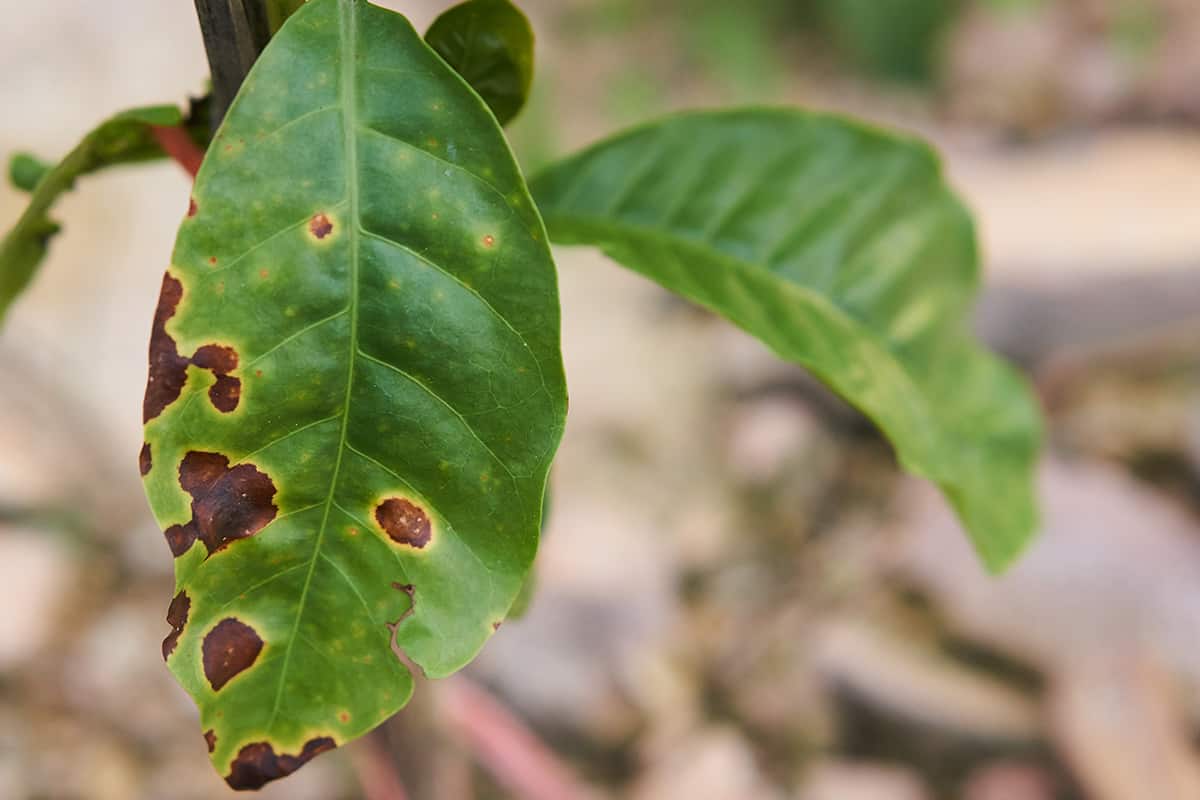 Robusta coffee trees have rust disease in the garden