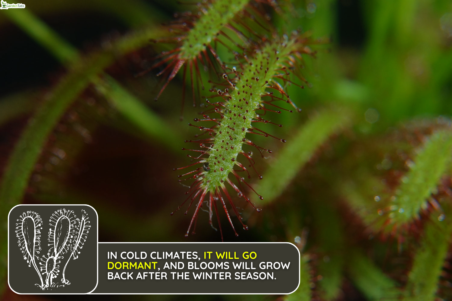 Rosicotta, Drosera Capensis - an insect-eating plant, on a black background, Does Drosera Capensis Need Dormancy