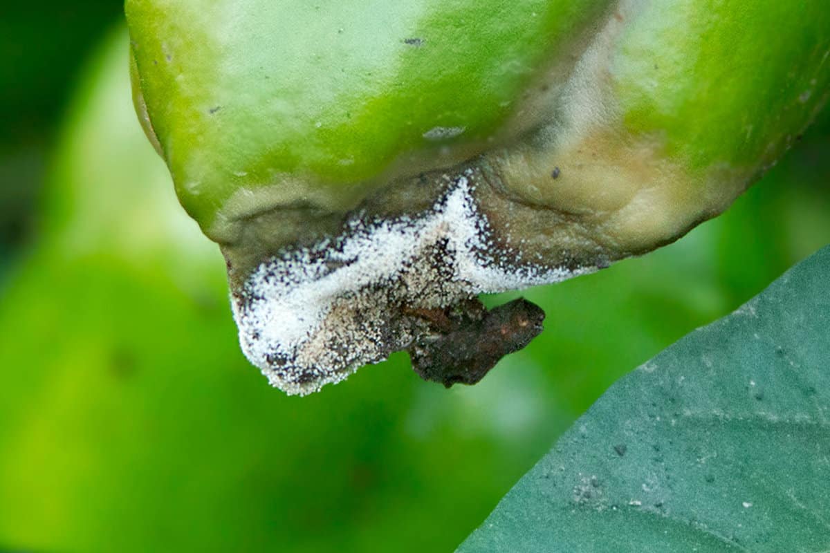 Rotten green pepper. Botrytis blight. Diseases of the capsicum and bell pepper. Damaged fruit on the bush. Crop loss 