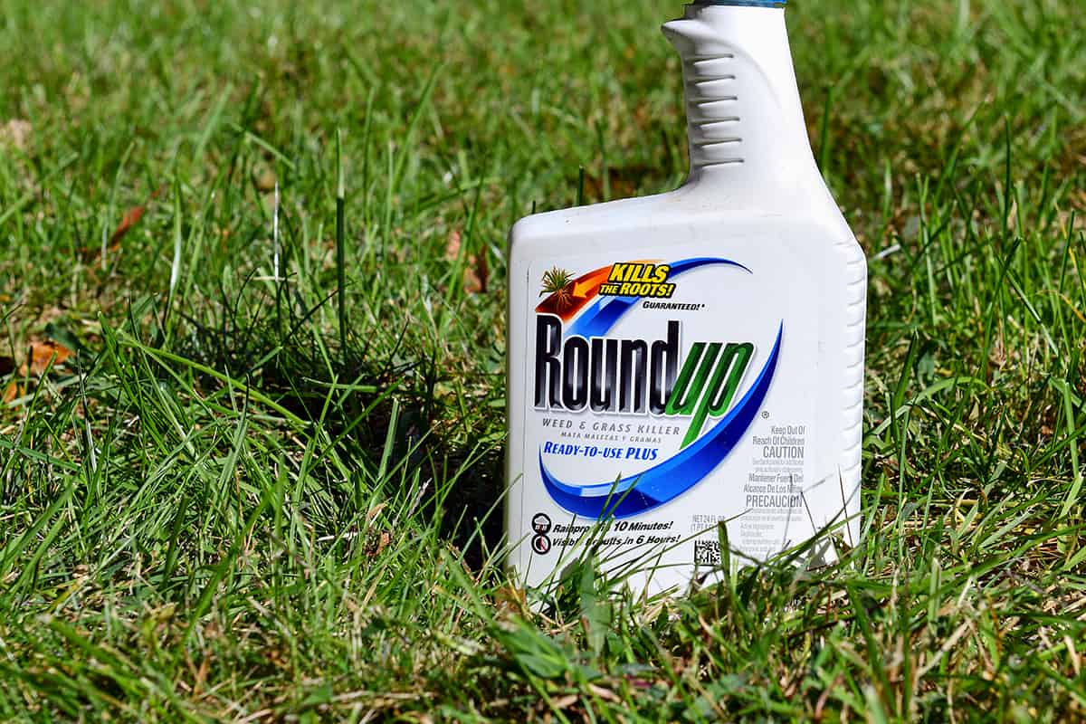 Roundup weed killer used to kill weeds in lawns