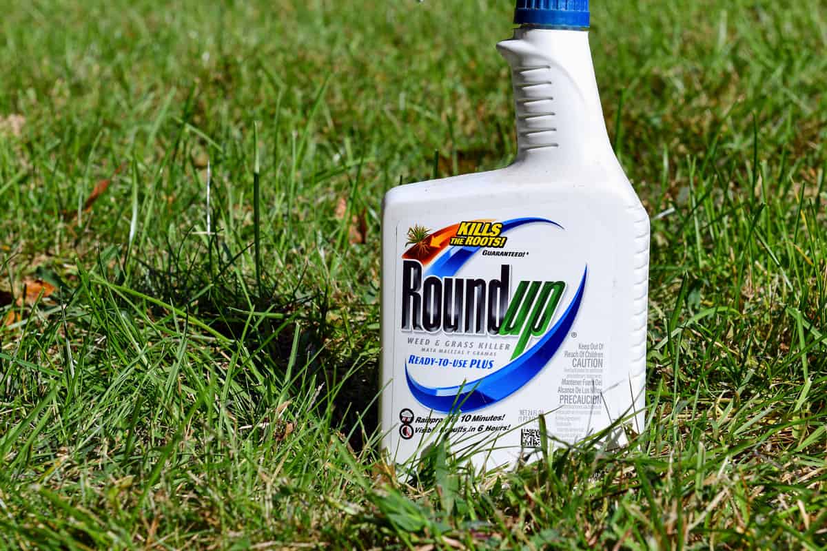 Roundup weed killer used to kill weeds in lawns