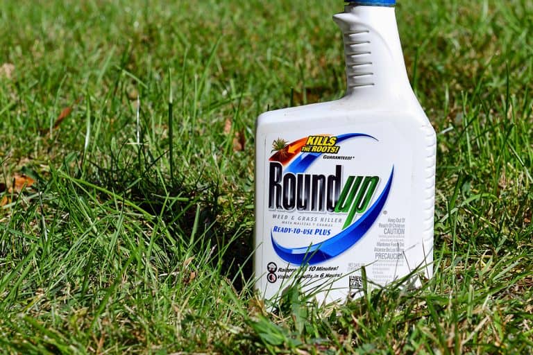 Roundup weed killer used to kill weeds in lawns, Does Roundup Kill Thistle? [Inc. Canadian, Russian, Scotch, & Milk]