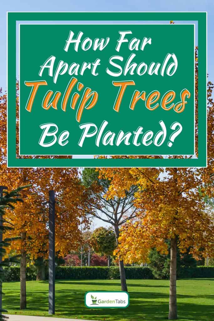 Rows of tulip trees in the alleys of public landscape, How Far Apart Should Tulip Trees Be Planted?