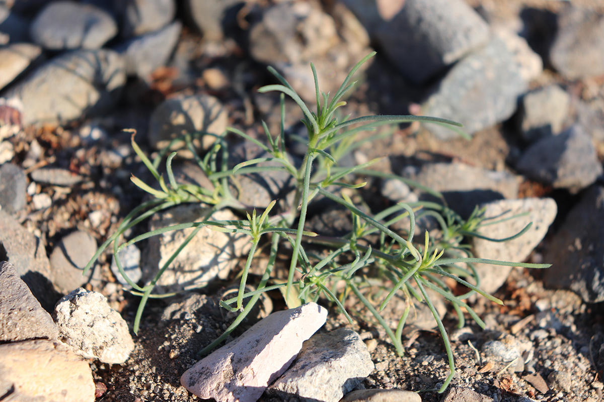 Russian thistle weed growing on the ground