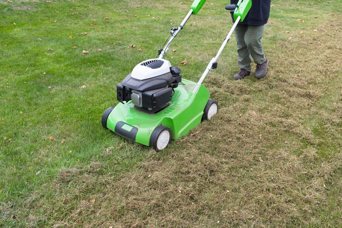 Scarifying lawn with a scarifier. Person dethatching moss in a backyard, lawn maintenance, UK 
