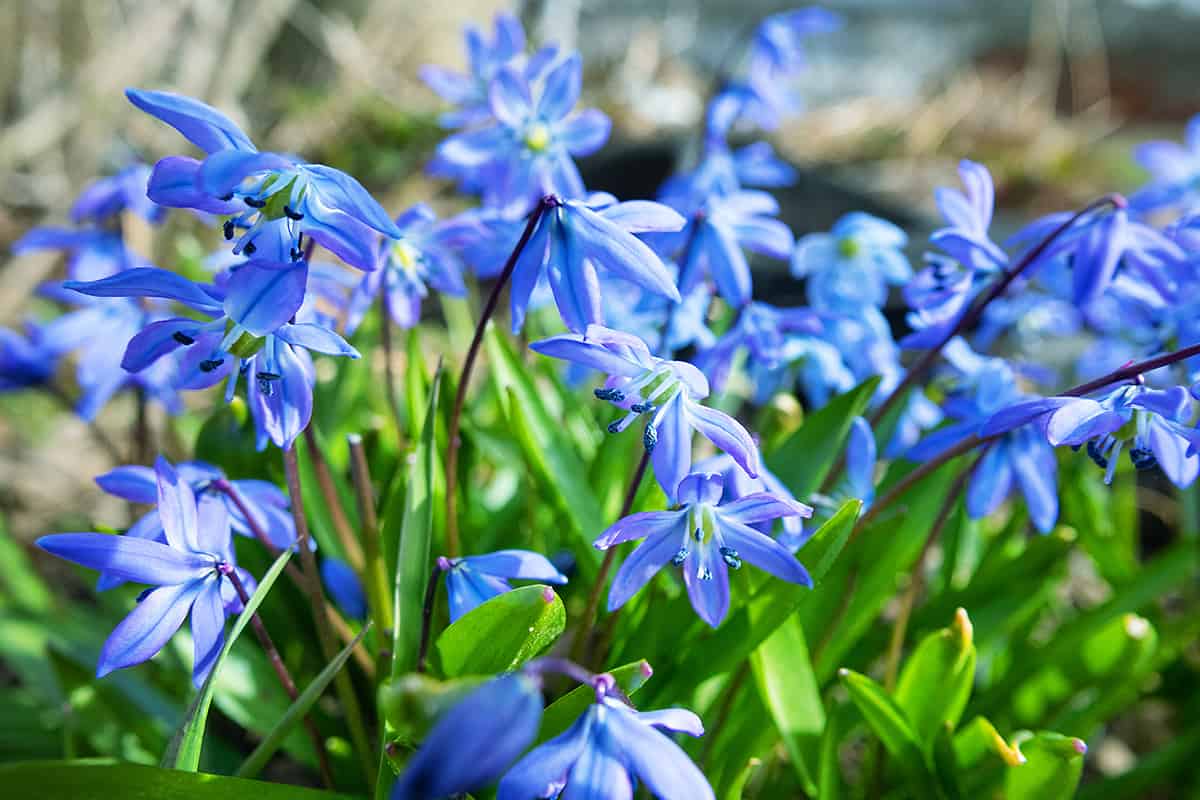 Scilla siberica spring flowers in forest