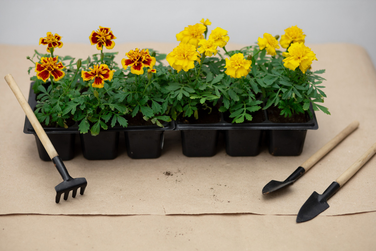 Seedling. Plant care. Yellow marigolds with green leaves in pots. Shovel, rake