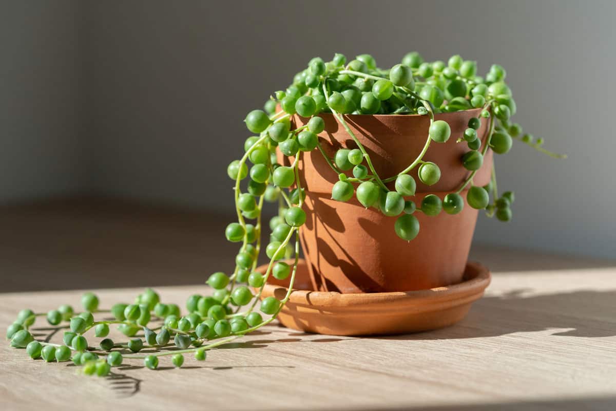 Senecio rowleyanus houseplant in terracotta flower pot at home, sunlight. String of pearls