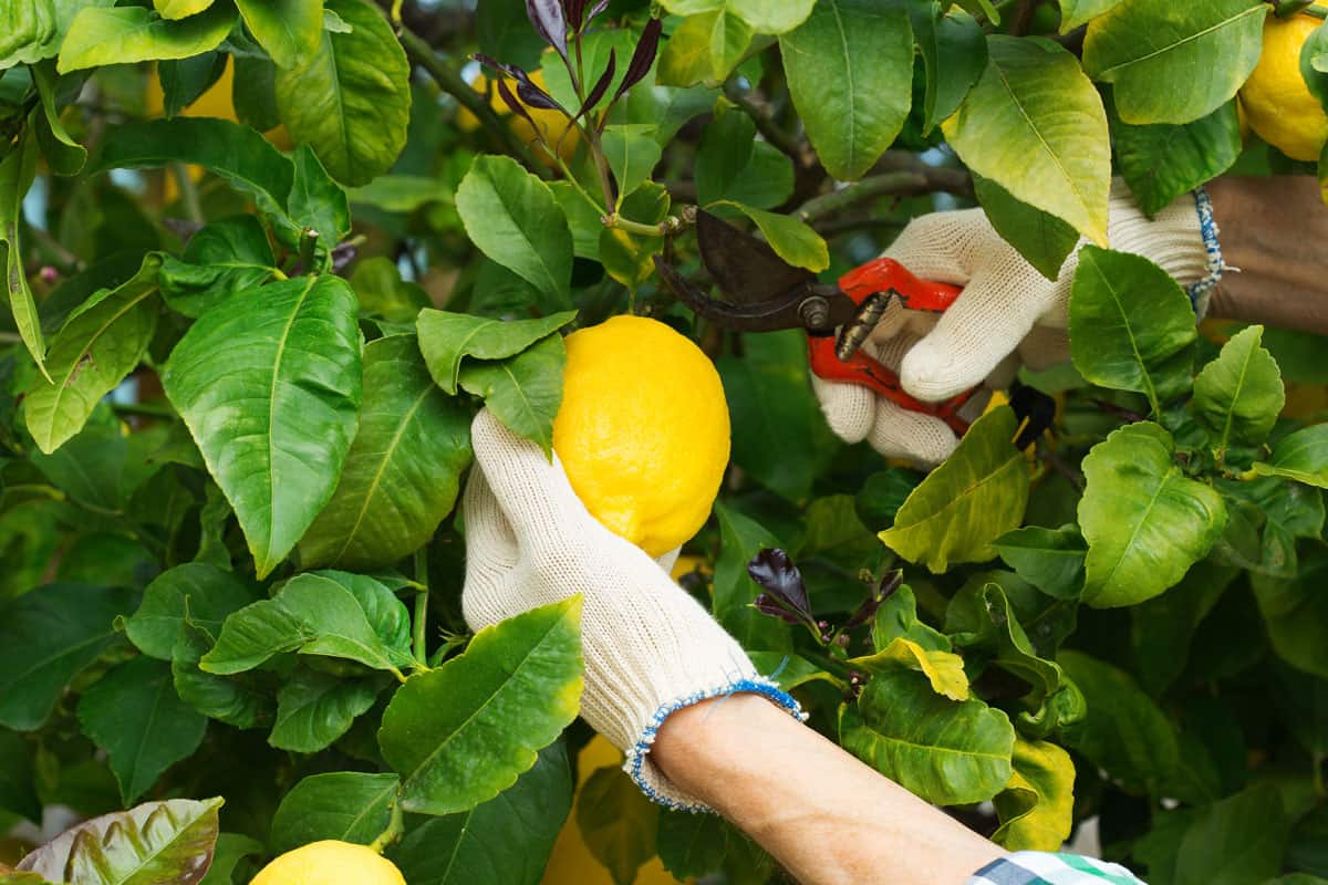 Senior farmer harvesting lemons with garden pruner in hands on a lemon tree in a sunny day
