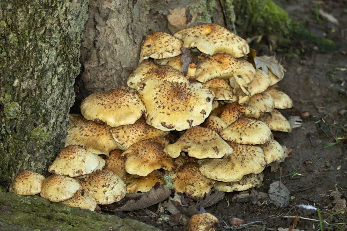 Shaggy Scalycap is a common and widespread fungus that typically forms spectacular clusters at the base of deciduous trees
