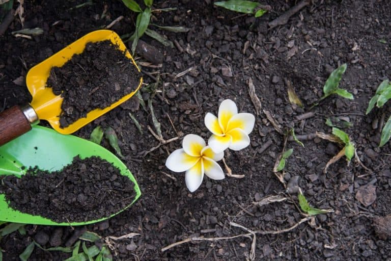 Shovel spoons digging soil and Plumeria flower. - What Is The Best Soil For Plumeria?