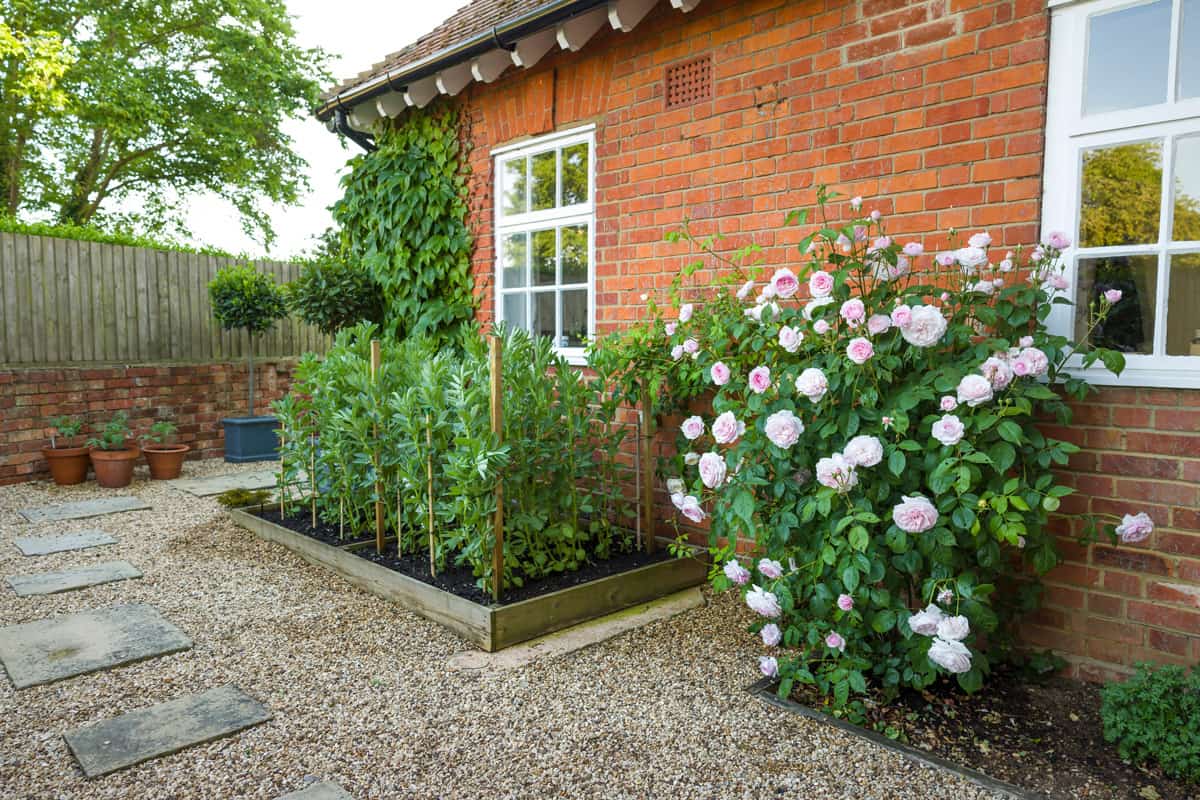 Small English garden with hard landscaping, gravel, raised bed and rose bush, UK
