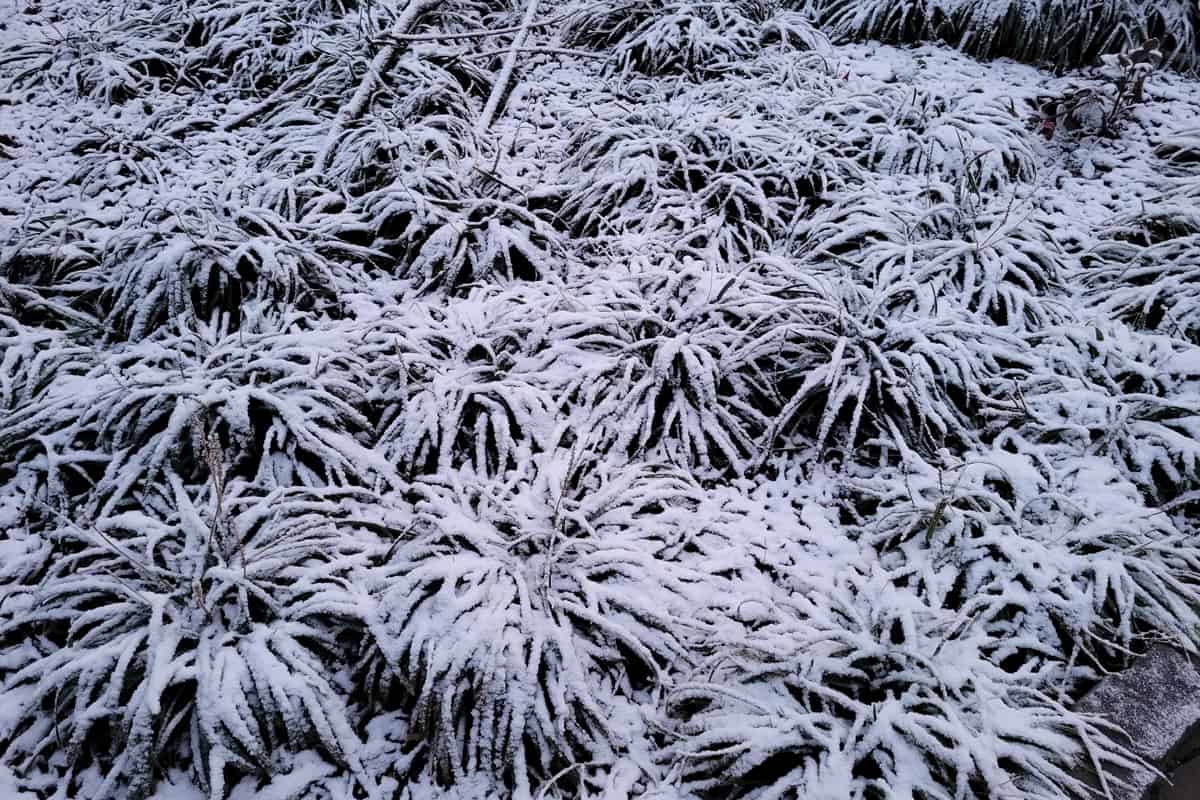 Snow covered liriope plant grouping