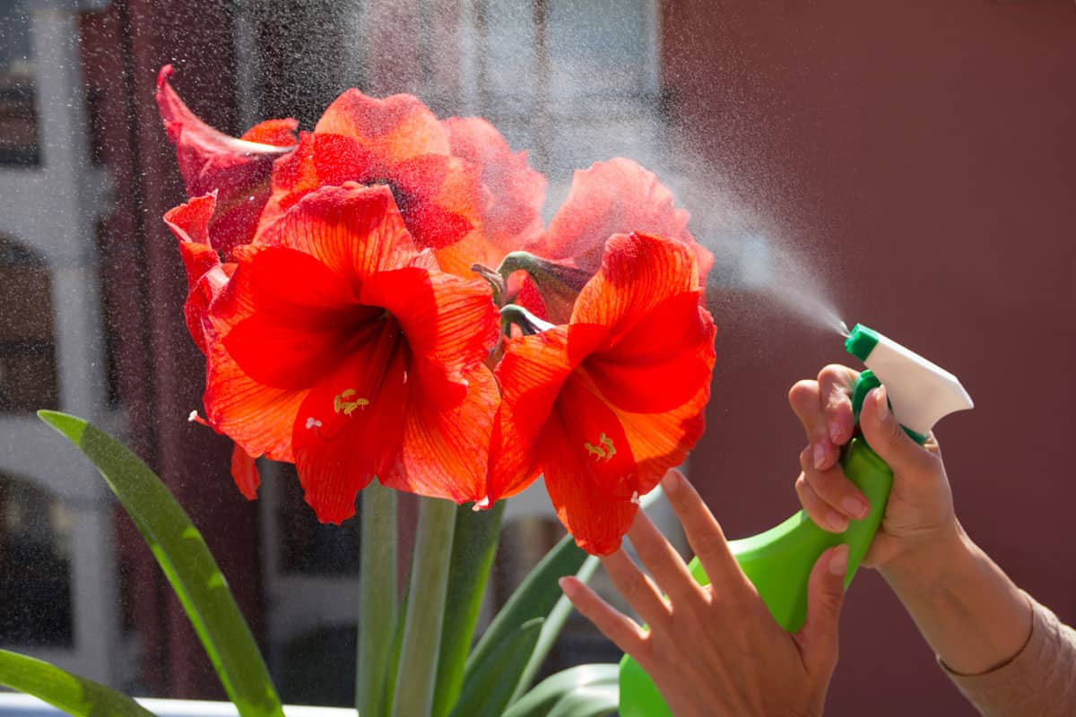 Spraying pesticides on a beautiful Amaryllis flower at the garden