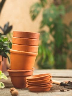 Stack of small ceramic terra cotta pots, gardening tools for succulents, and lots of plants on the wooden table, How To Seal Terracotta Pots [5 Ways!]