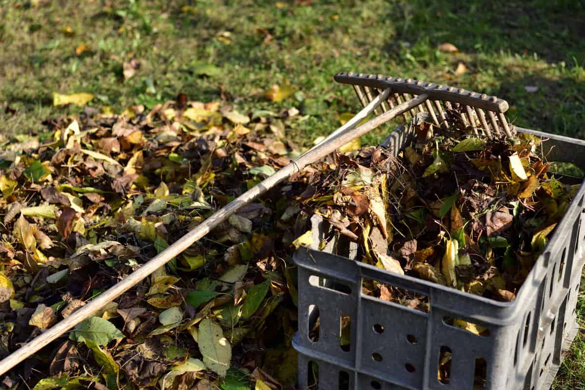 Stacking fallen leaves and trimmed branches in autumn using rakes into a plastic box