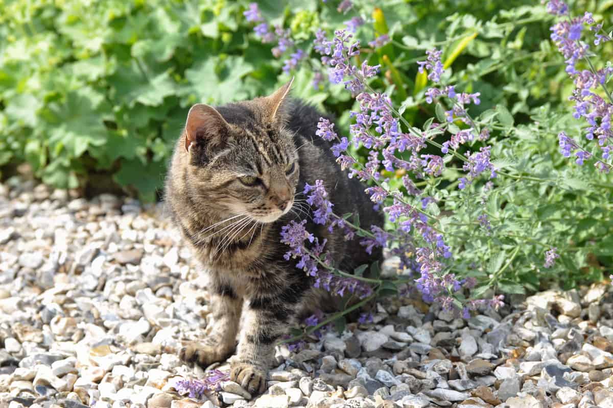 Tabby cat sniffing the catmint plant in the garden.