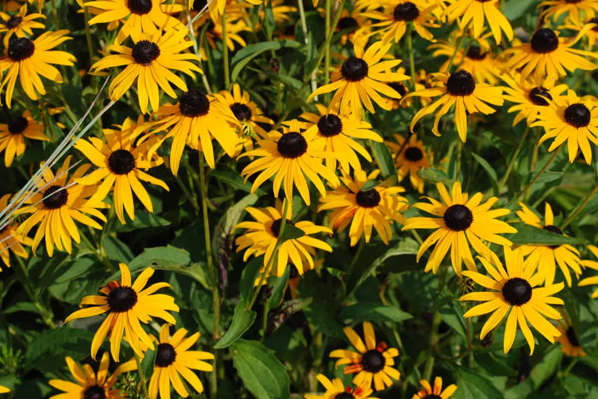 Tall black eyed Susans photographed brightly at day light