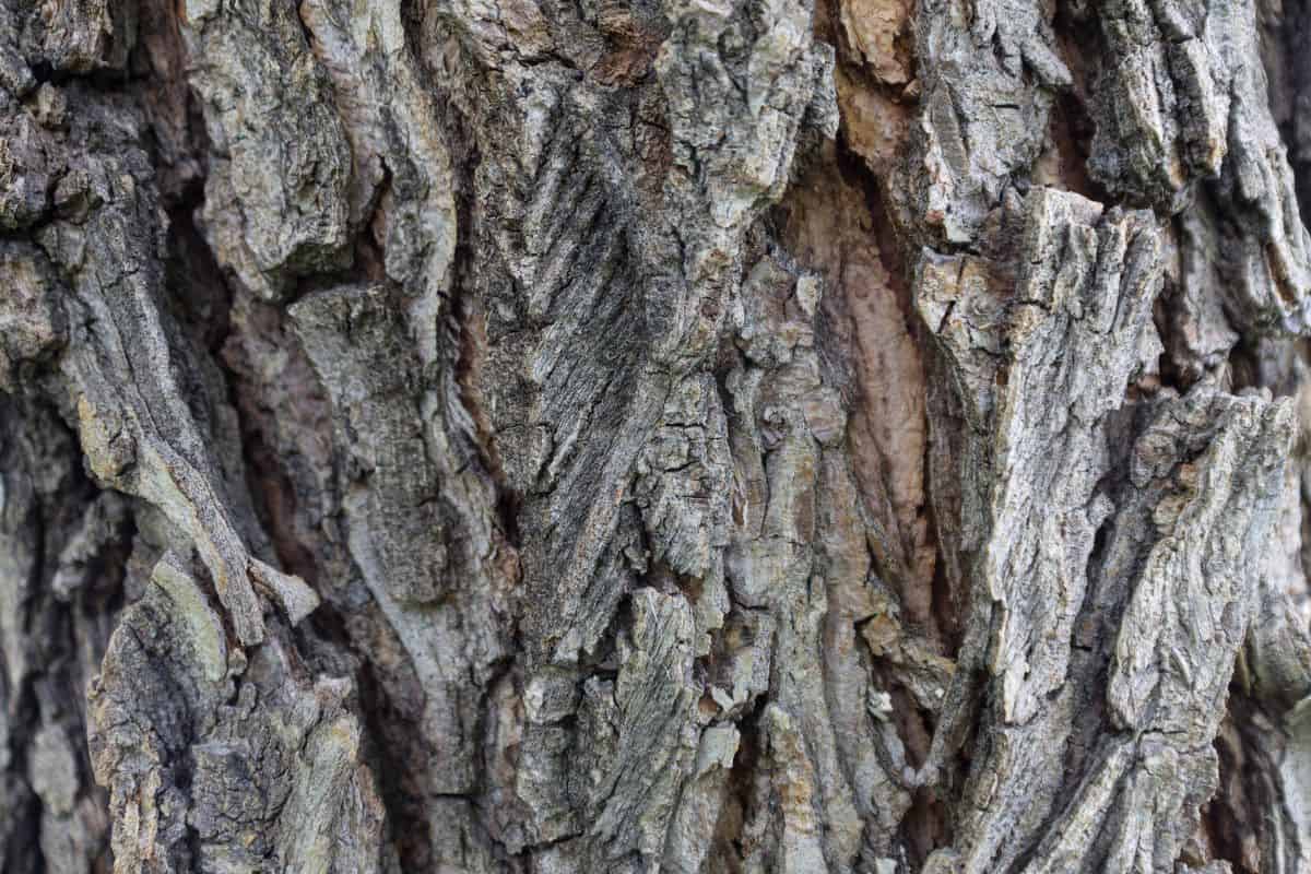 Texture of Elm tree bark with cracks and growths close-up for background