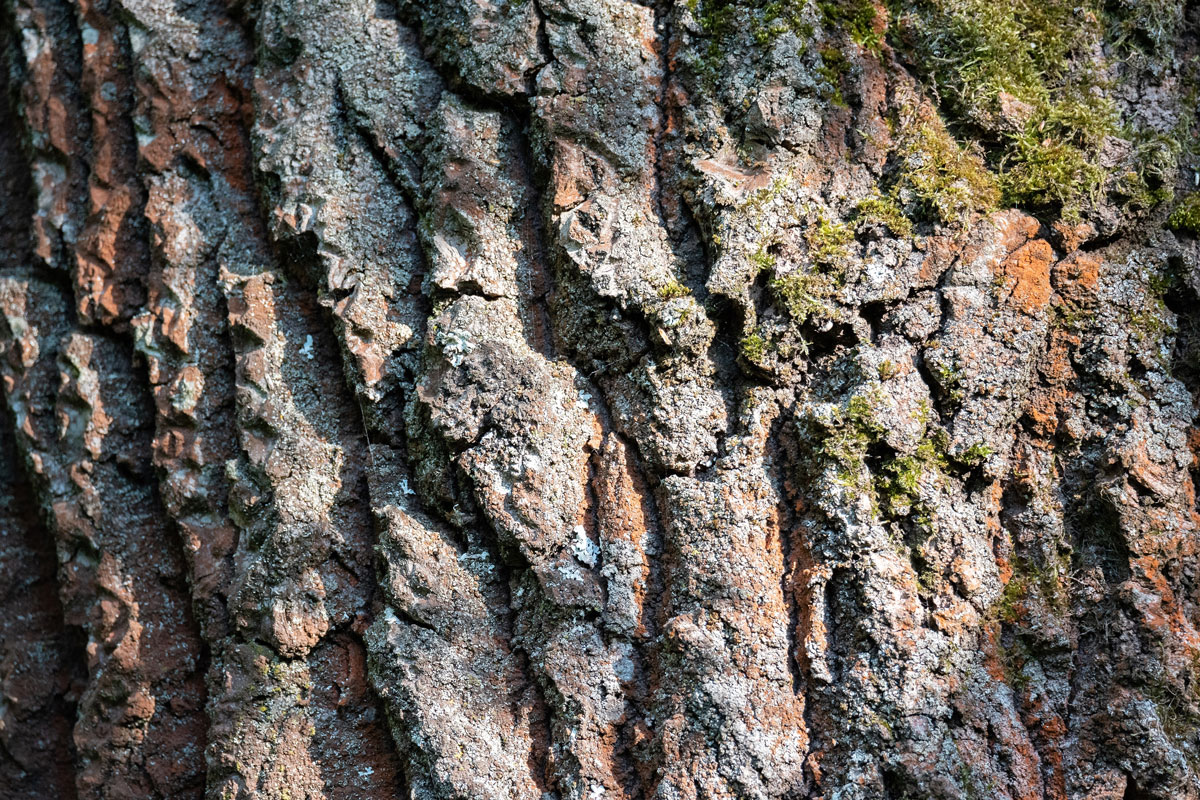 The bark of a deciduous tree in close-up. Tree bark structure