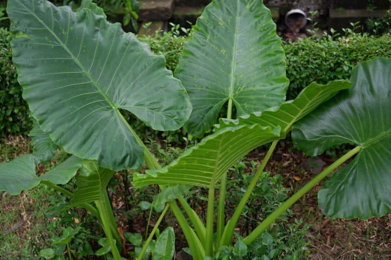 The big leaves of Alocasia odora also called night-scented lily, Asian taro or giant upright elephant ear, Do All Alocasias Have Corms [And How To Find Them]