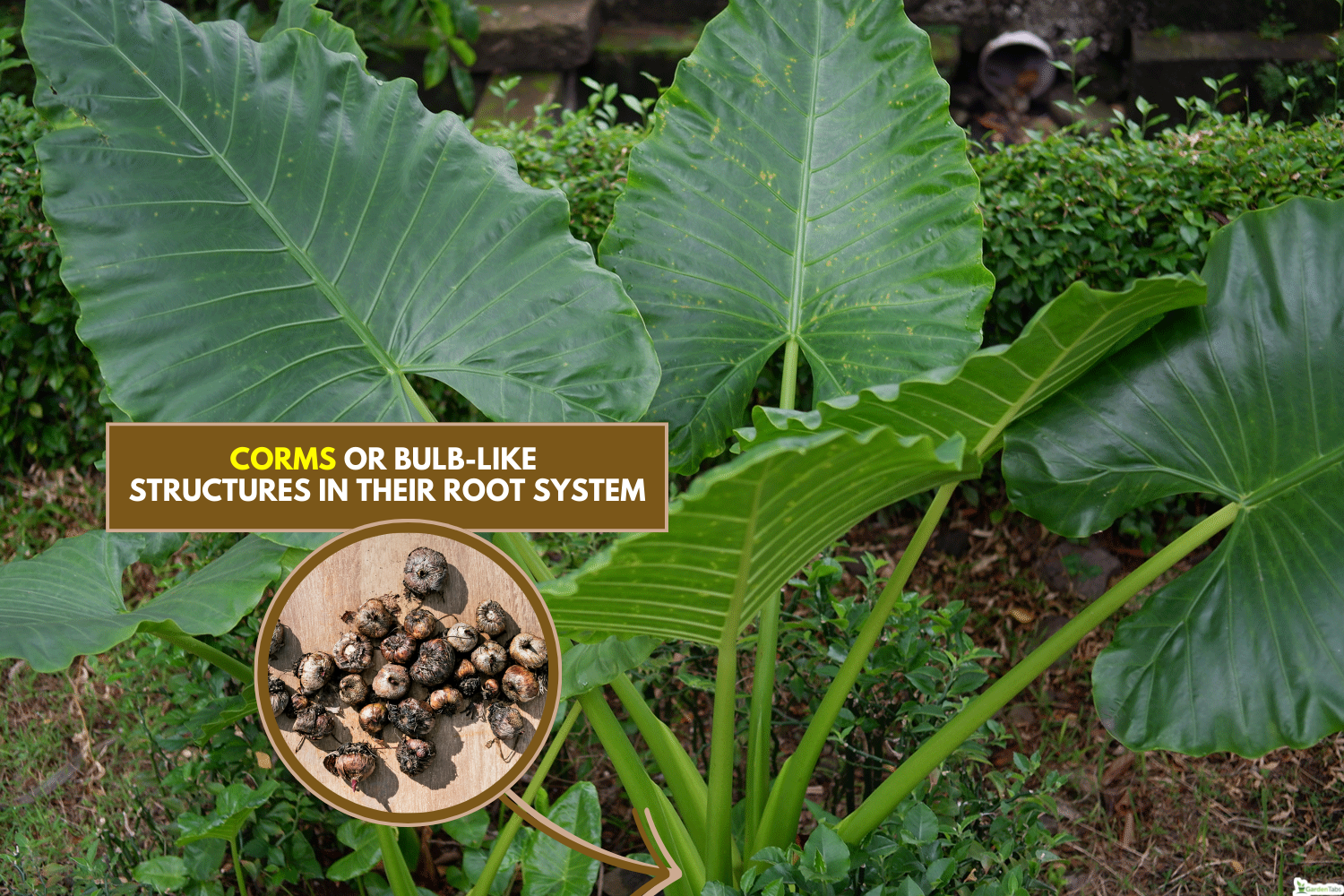 The big leaves of Alocasia odora also called night-scented lily, Asian taro or giant upright elephant ear, Do All Alocasias Have Corms [And How To Find Them]