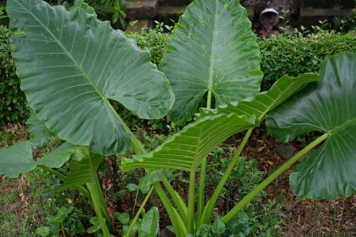 The big leaves of Alocasia odora also called night-scented lily, Asian taro or giant upright elephant ear 