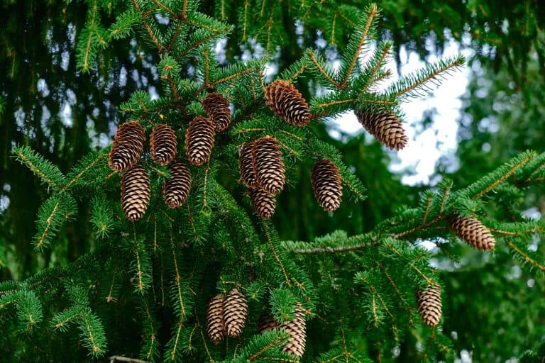 The spruce cones on the spruce tree. Picture of the natural tree for the background, Should I Remove Cones From Spruce Tree